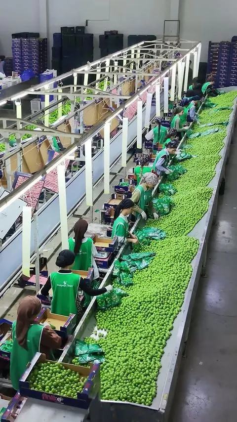 Hatipoğlu Tarım paketleme hattı